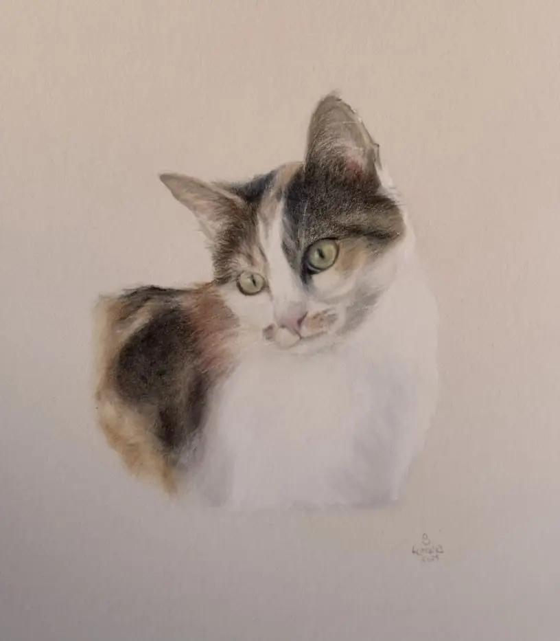 Gato encargo