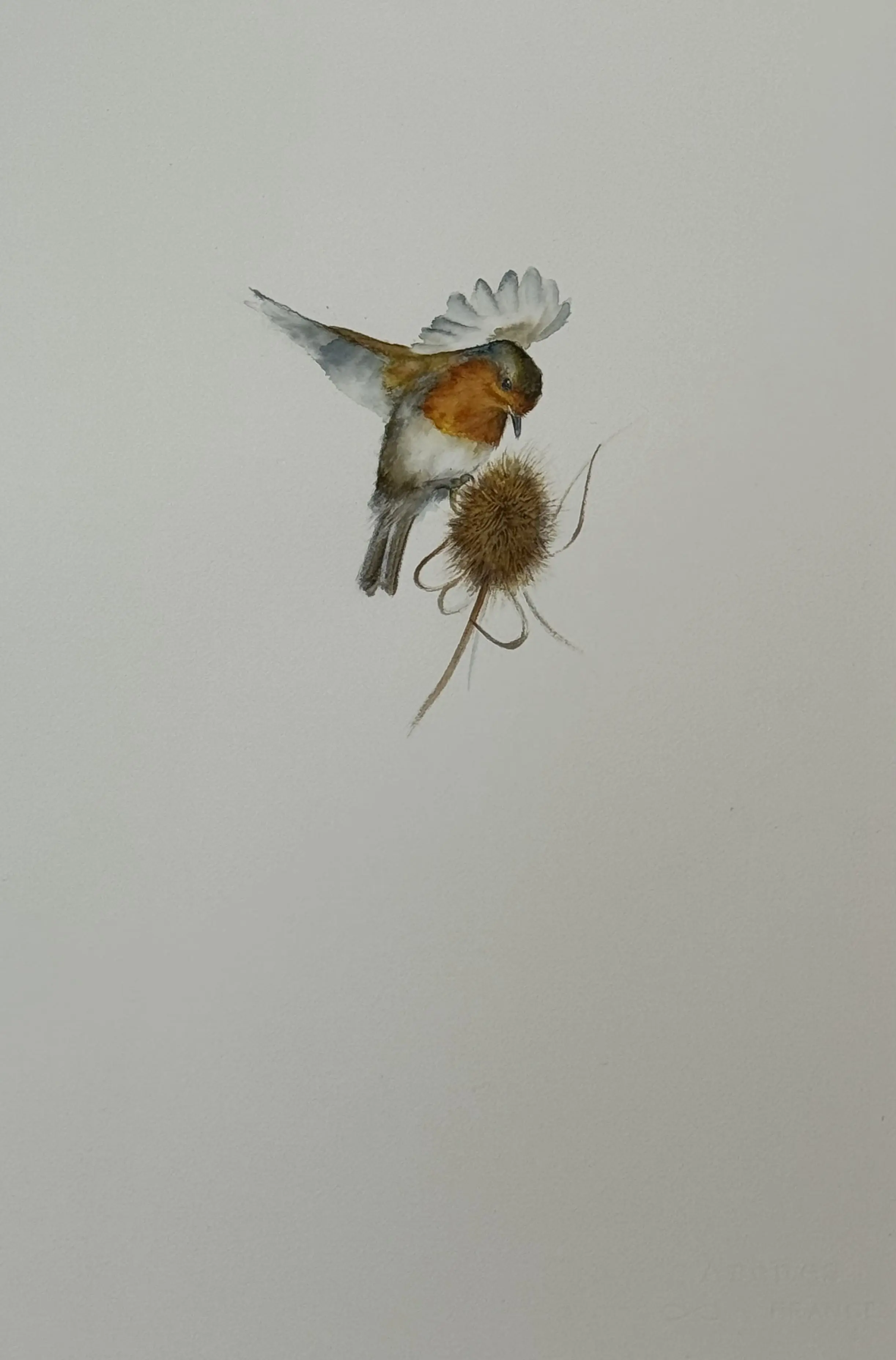 Petirrojo2
